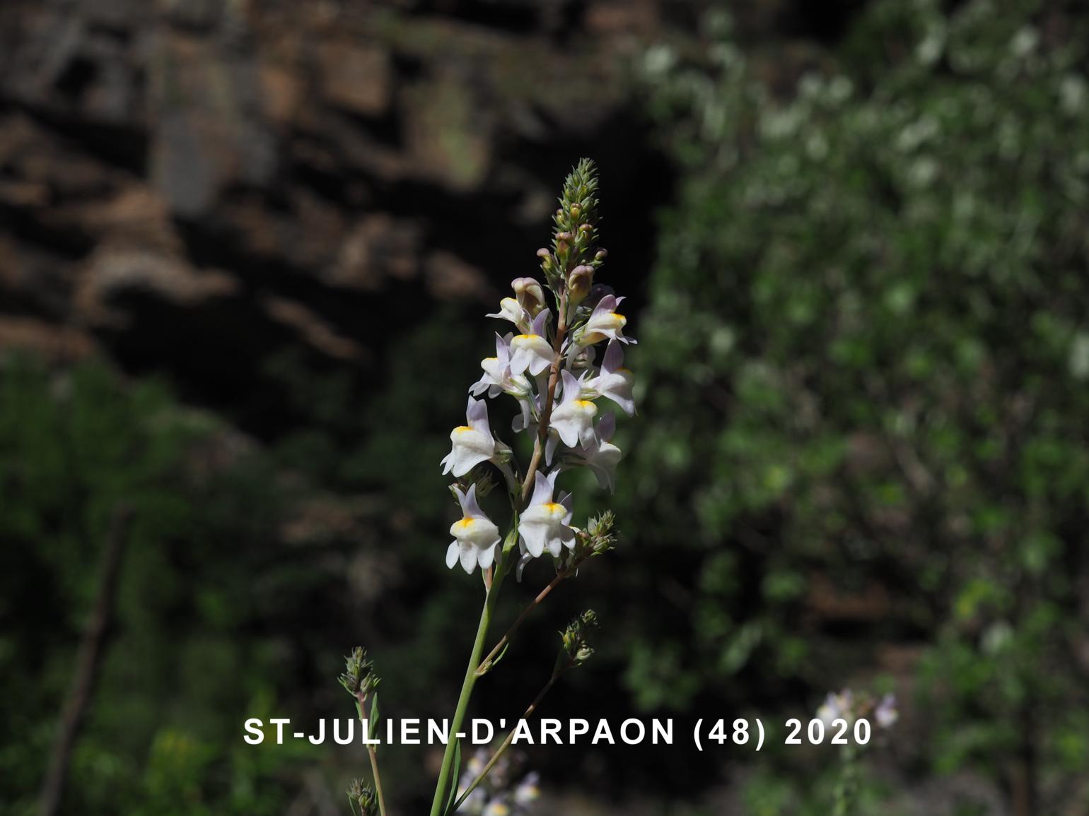 Toadflax, Pale